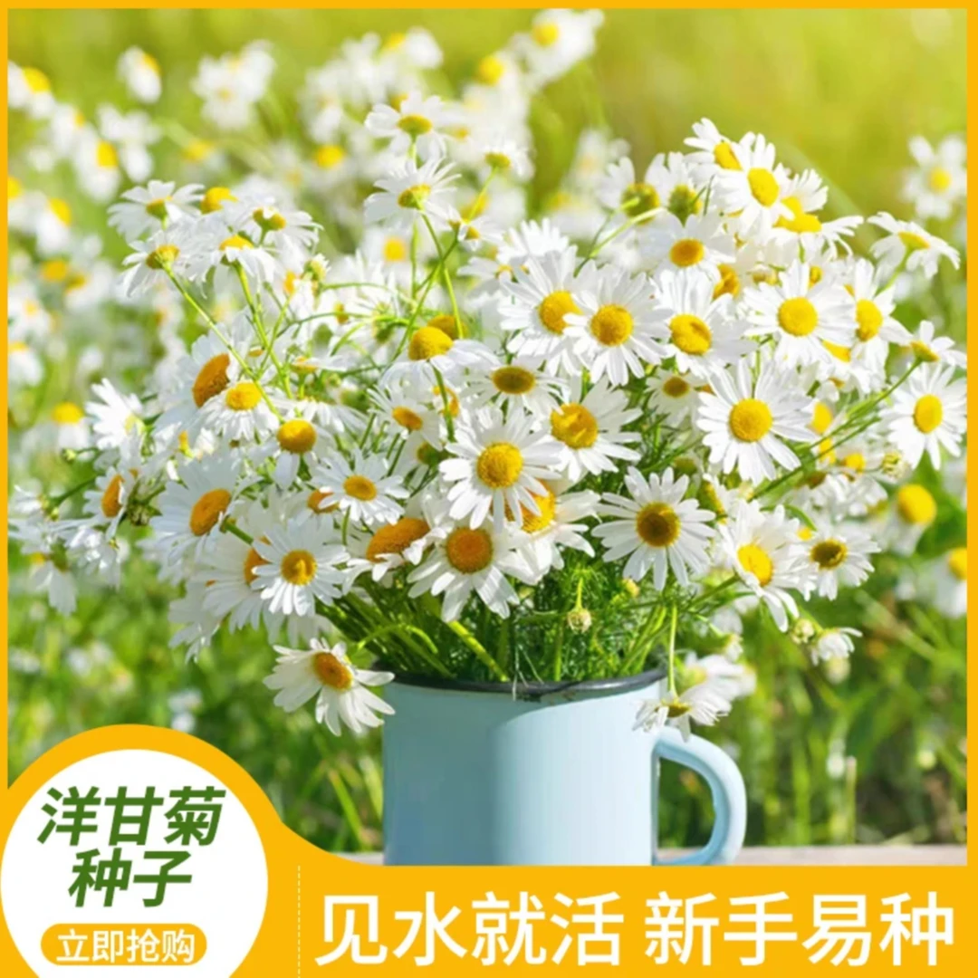 【洋甘菊种子】家庭阳台小院盆栽地栽四季种植