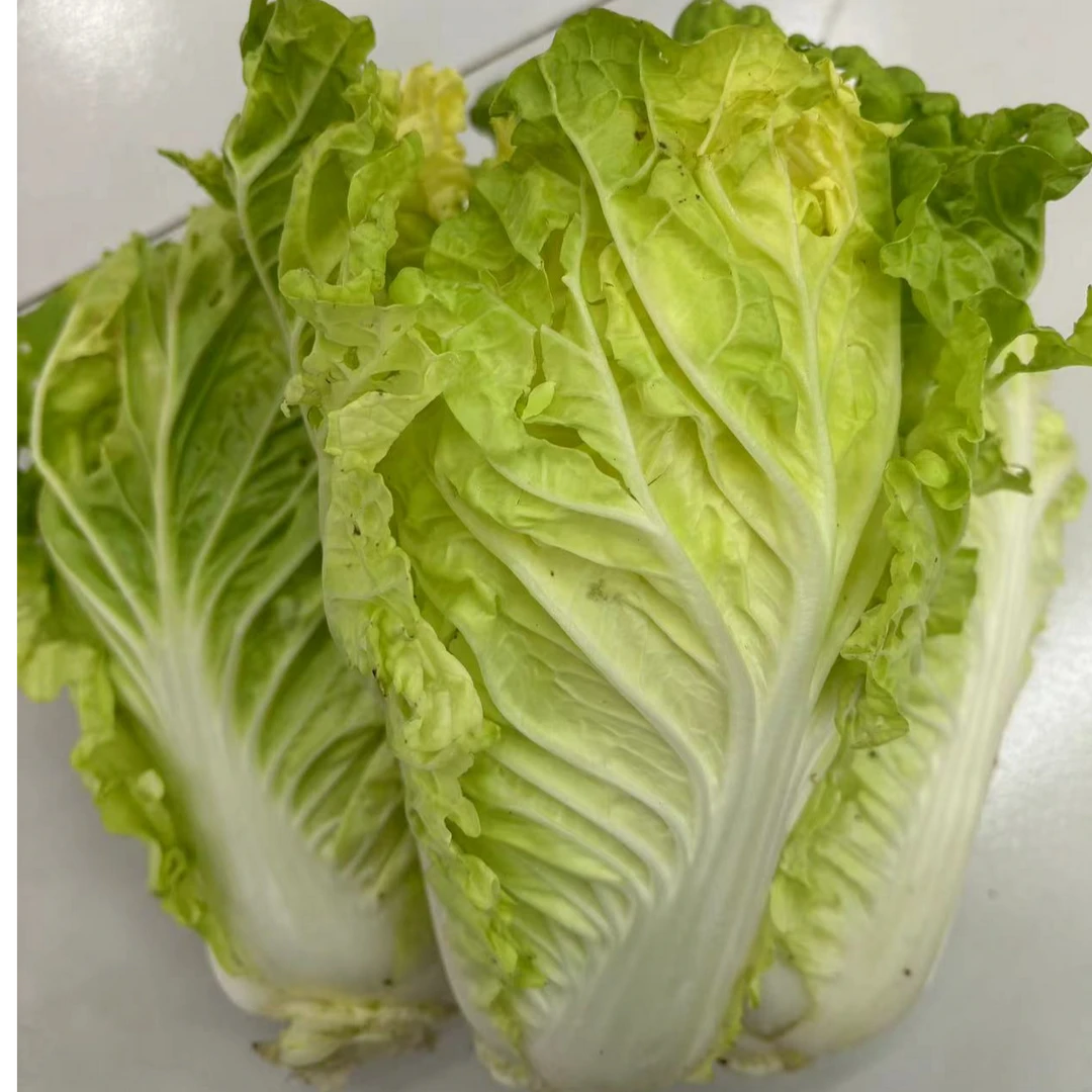 新鲜毛白菜-农家自种快菜 现摘现发
