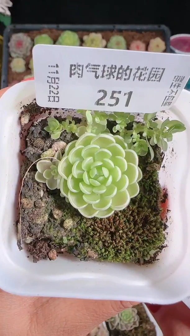 1122-251群生不包整