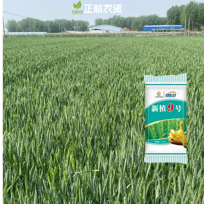 新植9号，抗病防倒，产量高