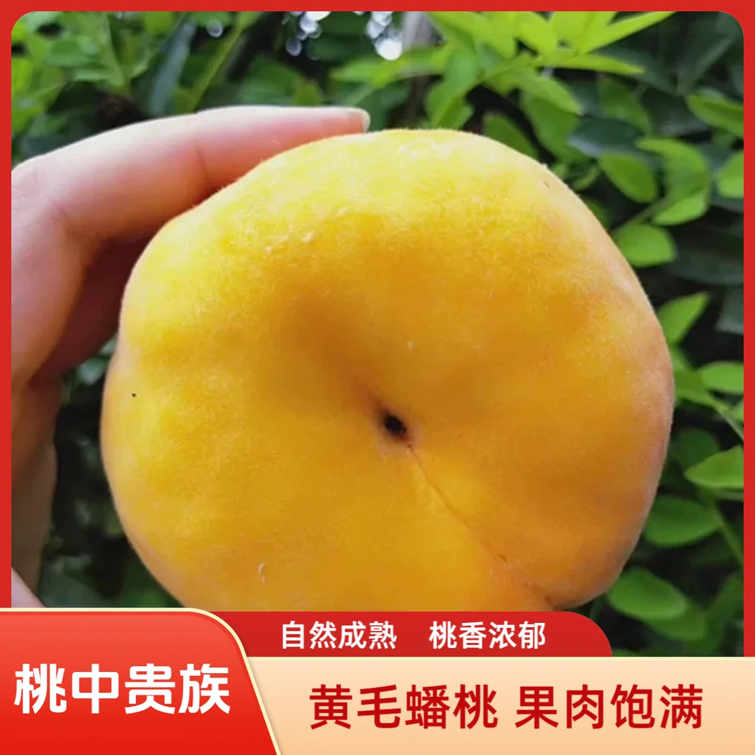 【京东次日达】升级果王蒙阴黄毛蟠应季新鲜黄肉毛蟠桃肉厚核小现摘现发山东省