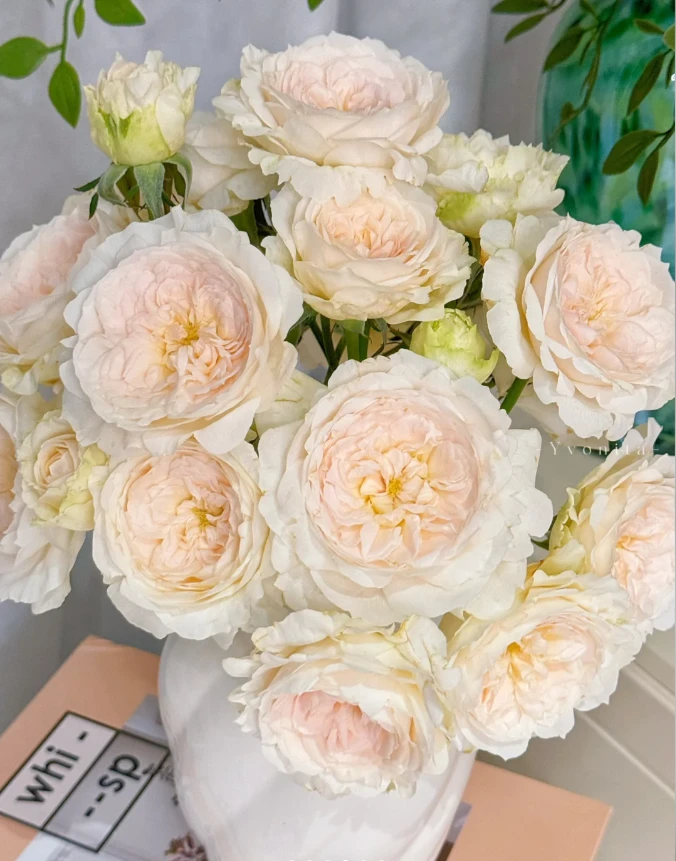 【玫瑰】雪梨汁 任三单顺丰空运包邮鲜切花家居花店插花