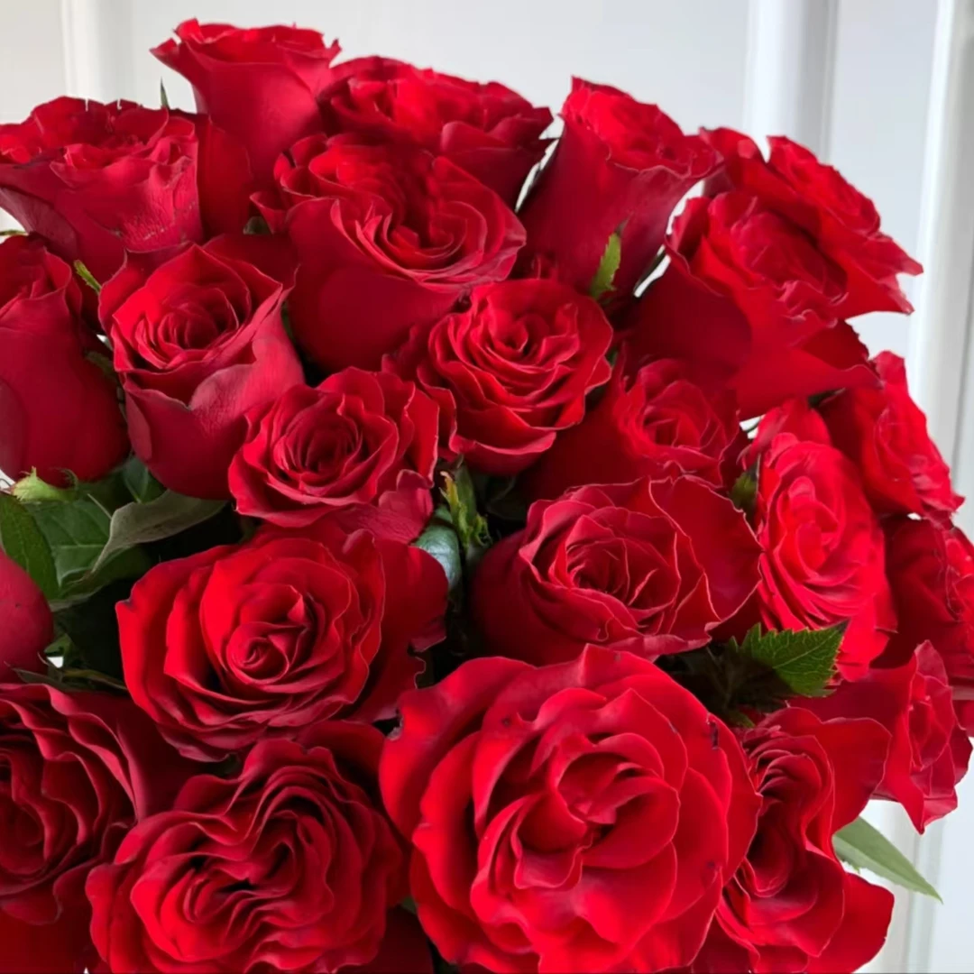 【云南基地直发】高原红玫瑰    云南鲜切花