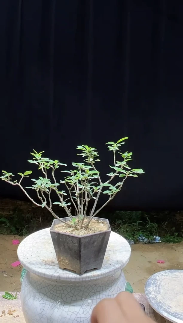 当前无花朵，栽培后可花朵如*海岛栀子花