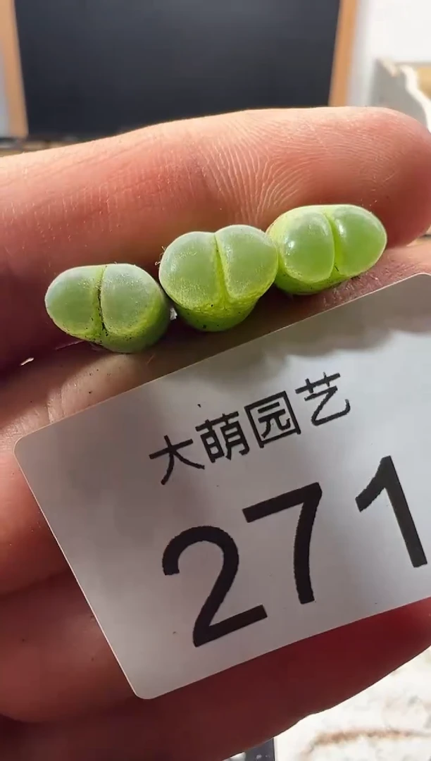 一物一拍         271