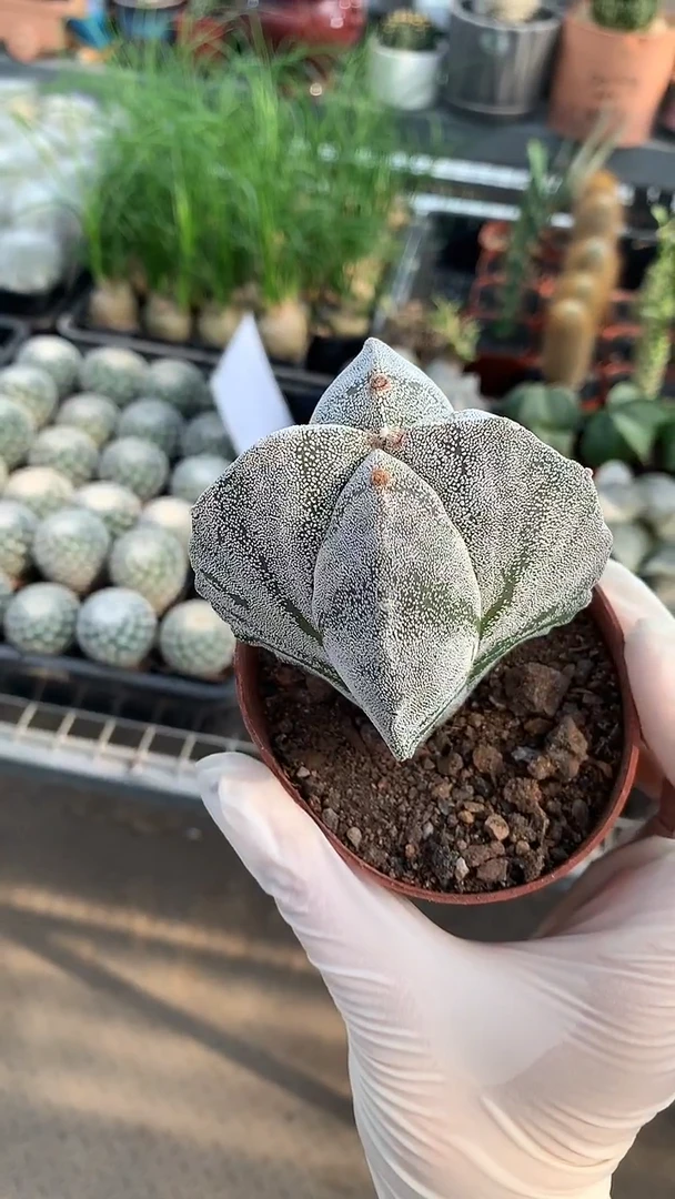 1号 一物一拍，四角鸾凤玉，裸根发货