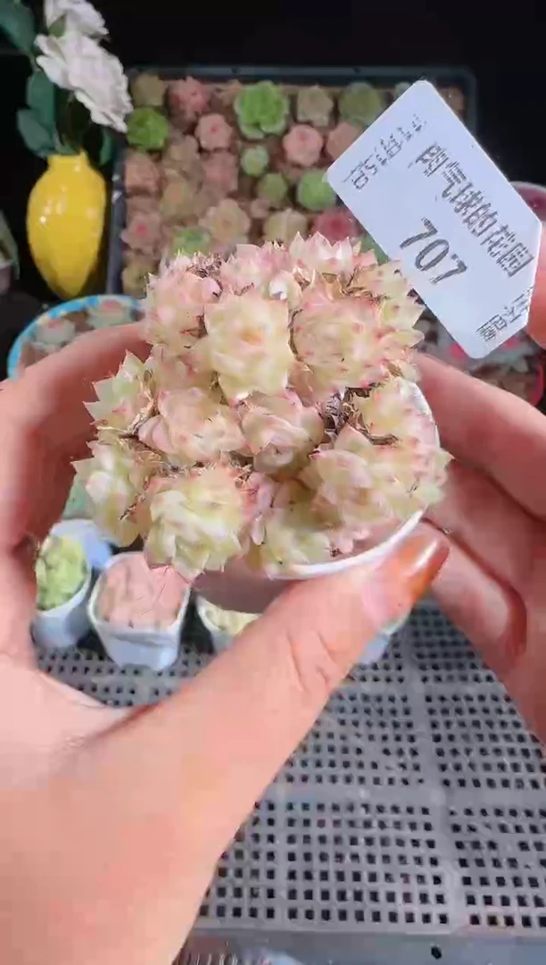 1115-707群生不包整