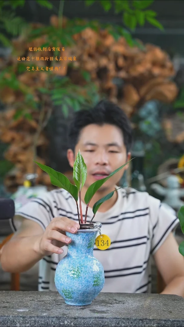 完全开放花烛134T
