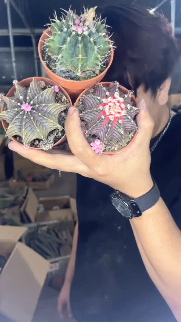 3颗 6-8cm 牡丹 品种不指定