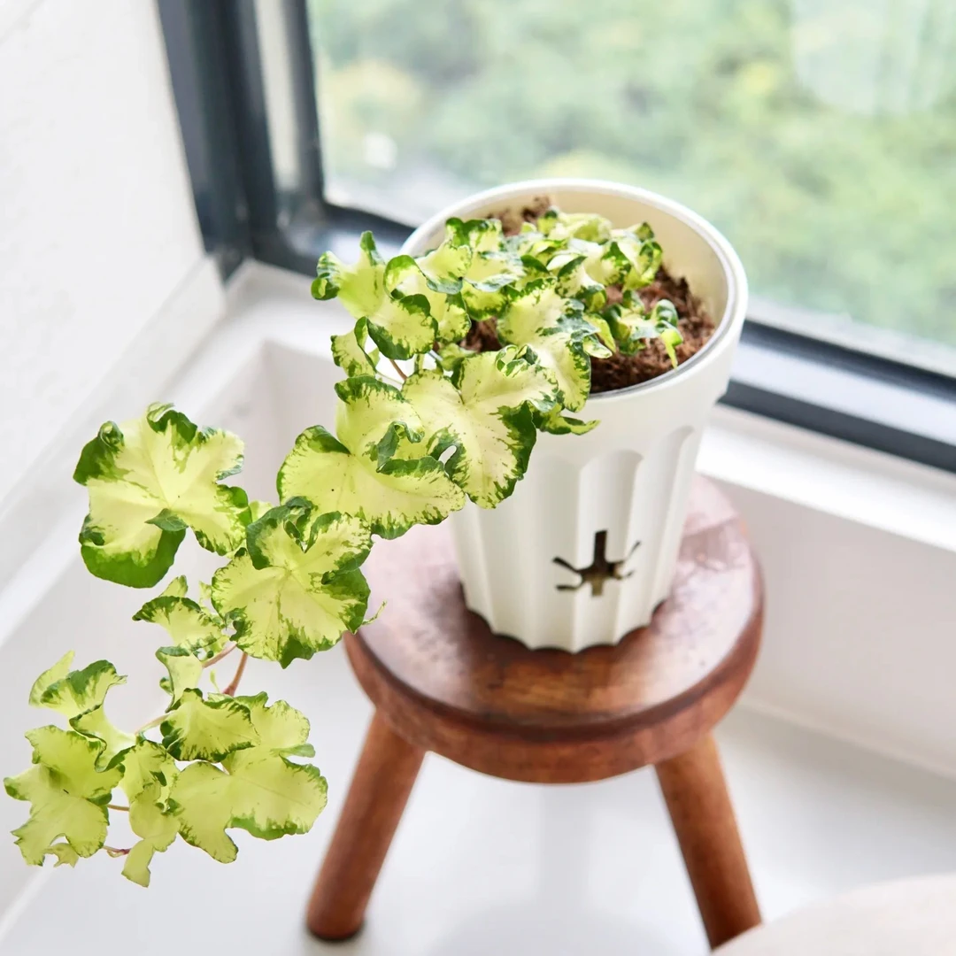 月光灯常春藤室内外观叶赏花绿植盆栽耐热耐寒易养
