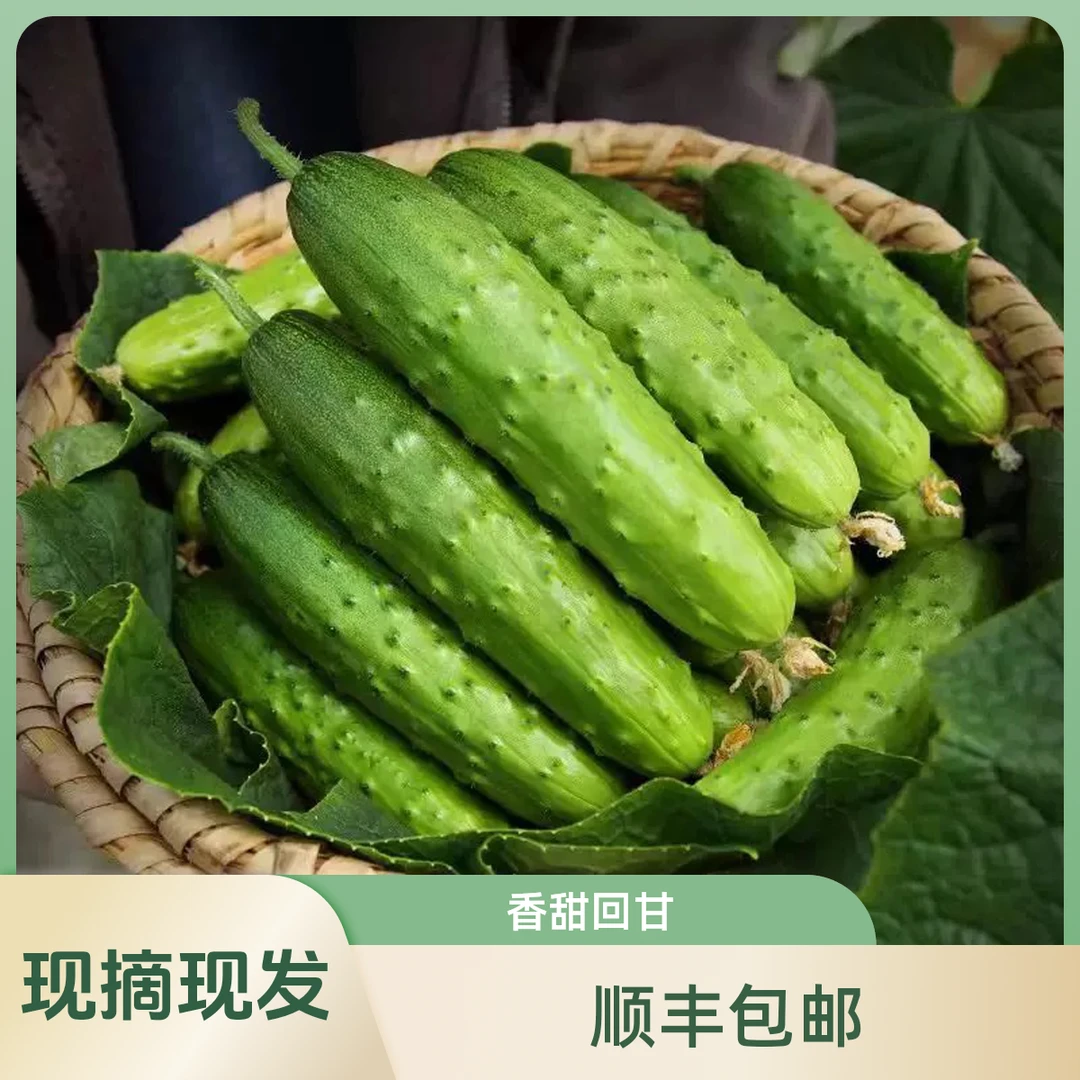 【现摘现发】顺丰包邮山西运城临猗脆爽奶油水果黄瓜3斤/5斤