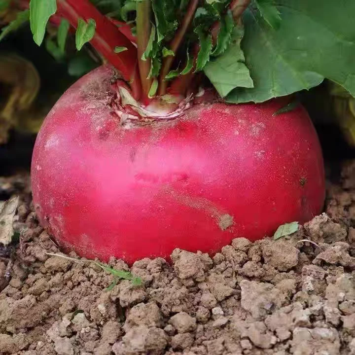 东北新鲜现挖红皮白心大红袍萝卜农家自种直发包邮