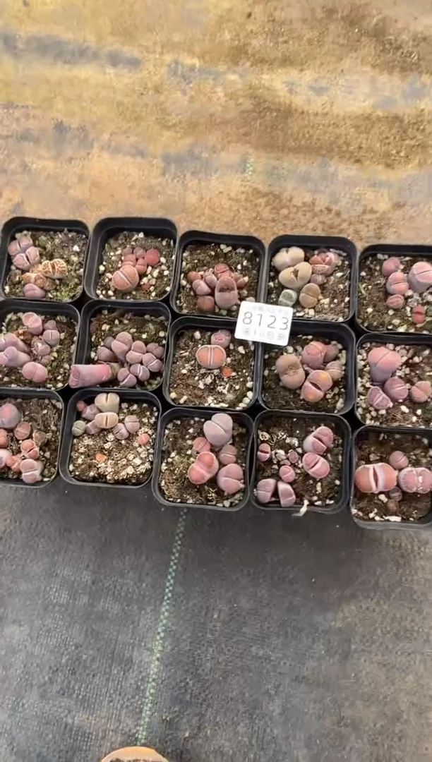 【闪购商品】8123特价七方紫色有疤长腿发货3盒量拍