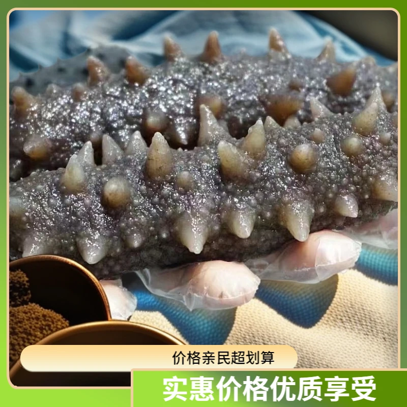 福建鲜食海参口感Q弹食用简单方便