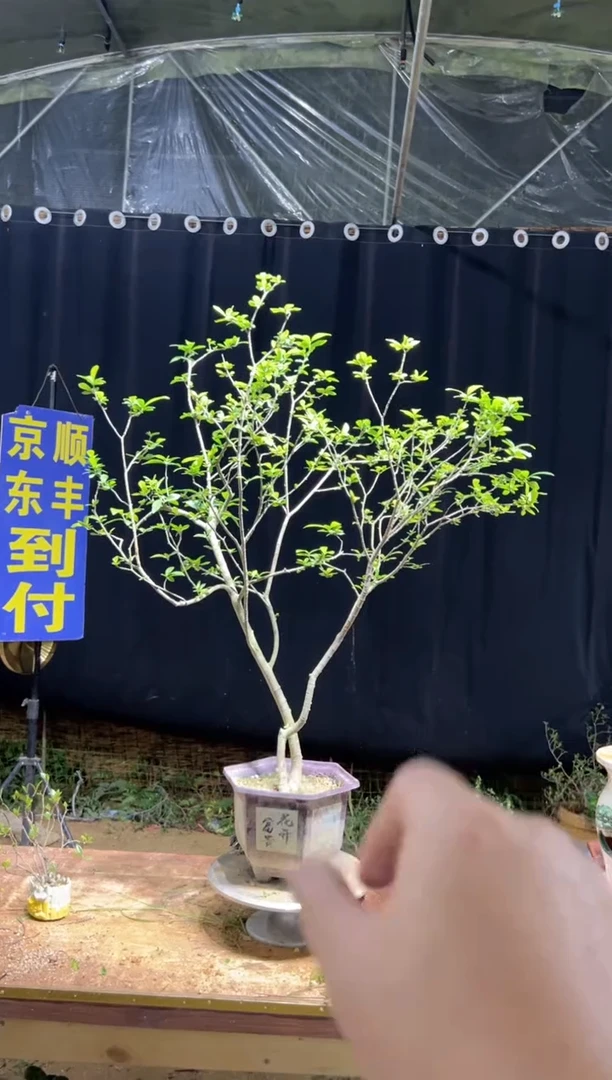 当前无花栽培后可以开花重**风海岛栀子花