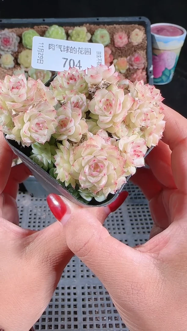 多肉1129-704（群生不包整）