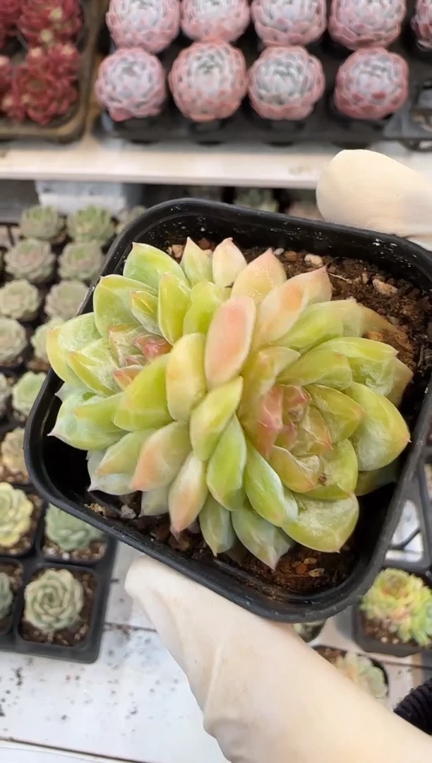 双头蜜桃啵啵（5cm）脱土