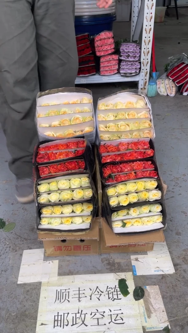 奶油杯20枝+火灵鸟20枝+香槟20枝