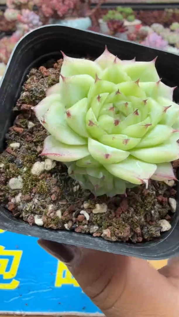 东云多肉园二店-395