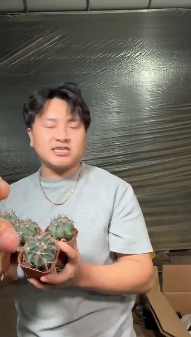 5颗  日出【带根】