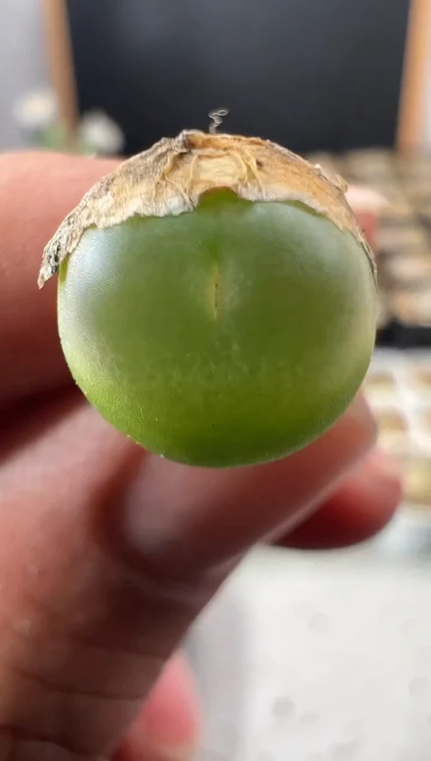 一物一拍       92
