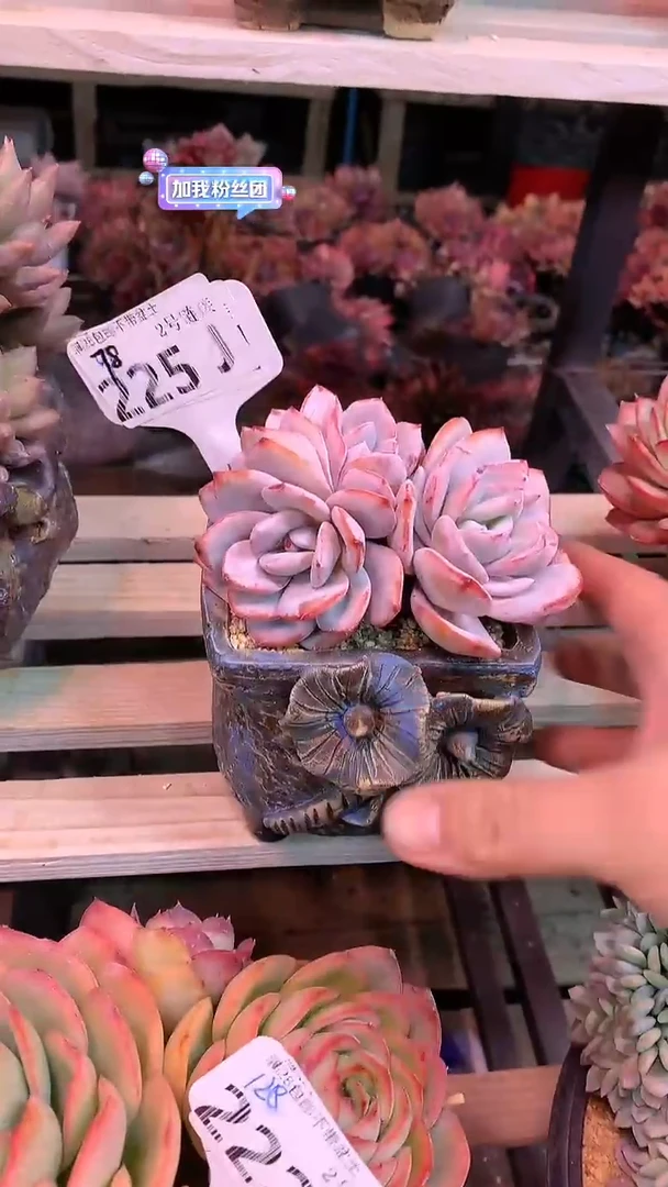【闪购商品】225JJJ