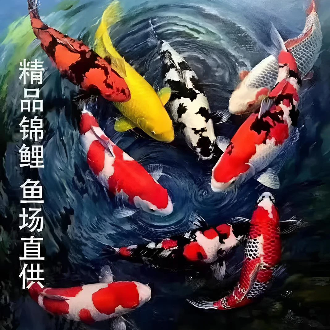 自家产中高端锦鲤观赏鱼好养易活皮实耐低温