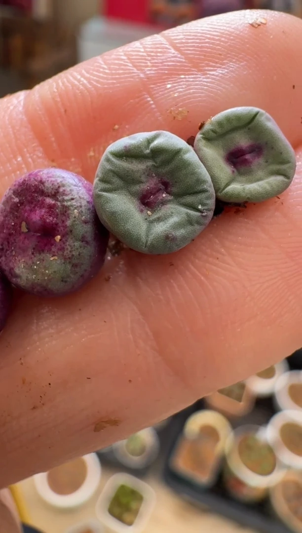 【闪购商品】3-24美人鱼嘴一颗