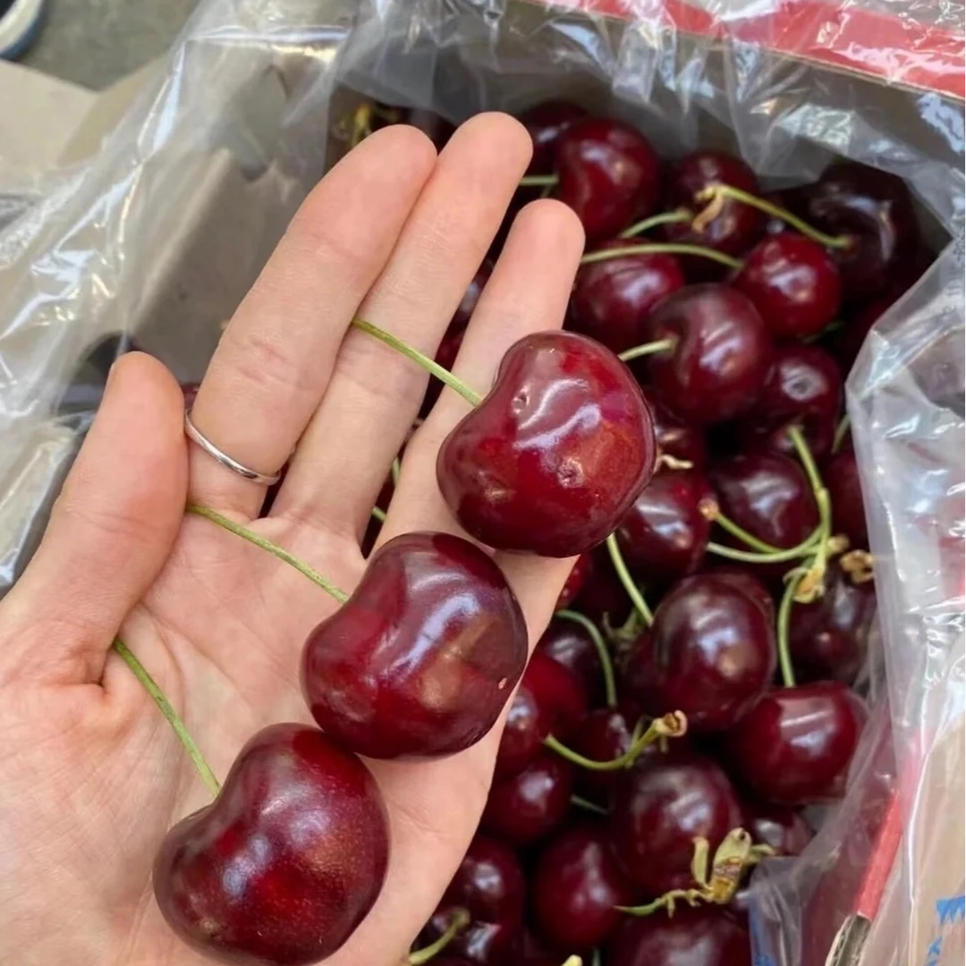 龙牌 智利海运车厘子拉宾斯 3JD 原装5斤只发川渝内附果径卡