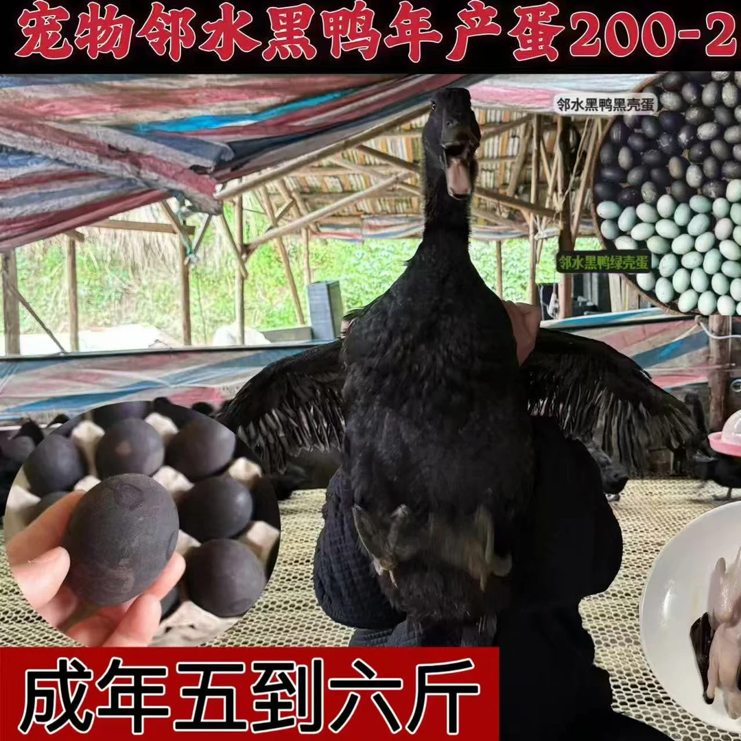 【吴名】邻水黑鸭 莆田黑鸭 瓦灰鸭子 会下黑蛋 单只重量1.5斤左右
