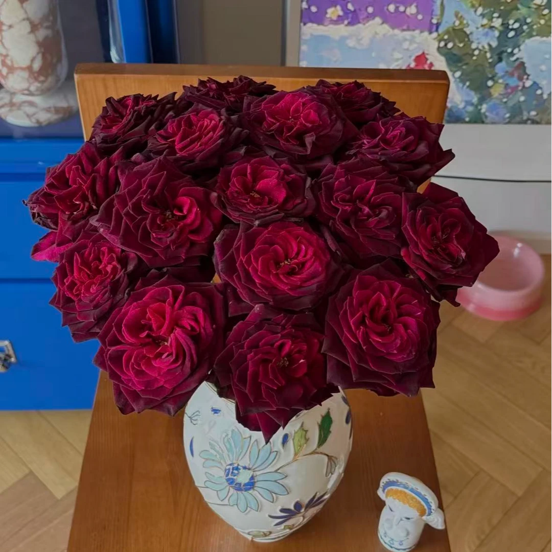 【一品花集】【红色暗香】稀有单头玫瑰 云南昆明基地直发家用鲜花