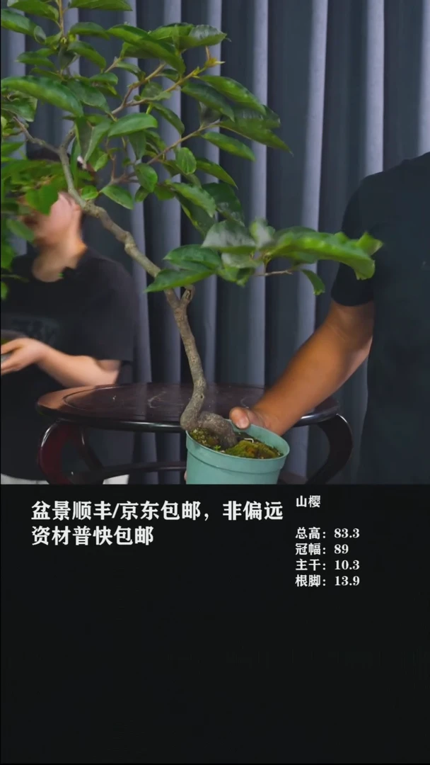 无花朵山柿子-198号