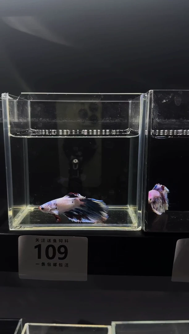 斗鱼泰国斗鱼竞拍109