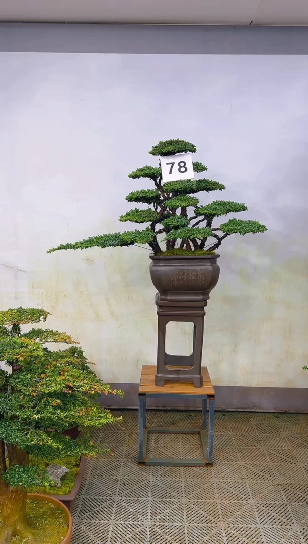 无花朵一物一拍一物一拍