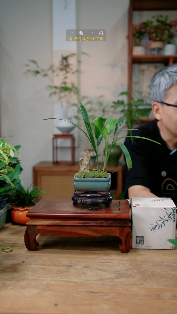 不开花植物九*267棕竹