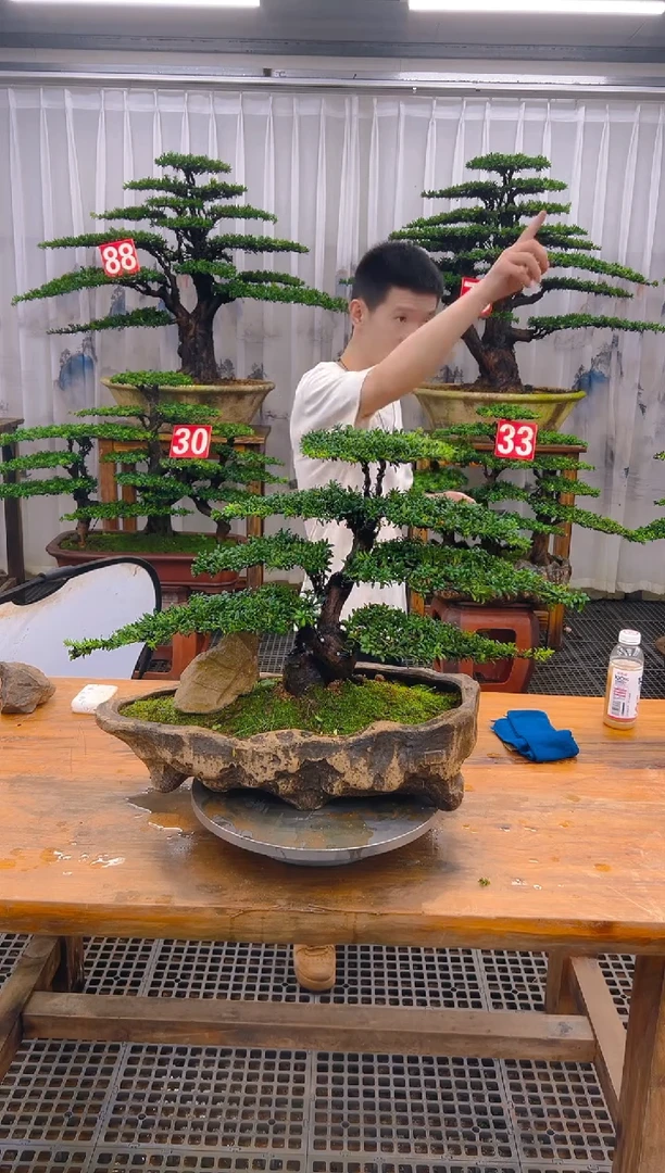无花朵精品盆景直播间一物一拍