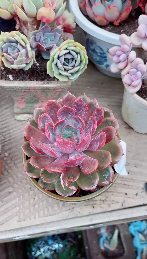 28192多肉植物一物已拍