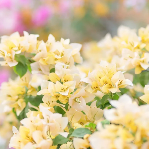 【苏瓦娜】袋苗勤花四季开花三角梅