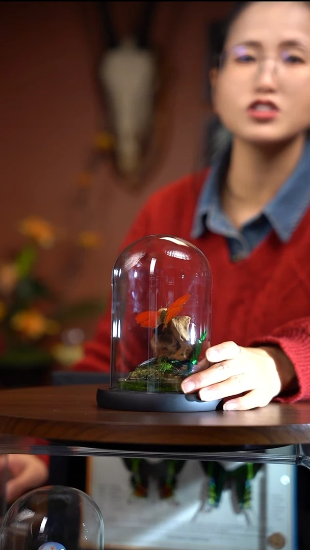 N683血漪蛱蝶微景观（一物一拍）