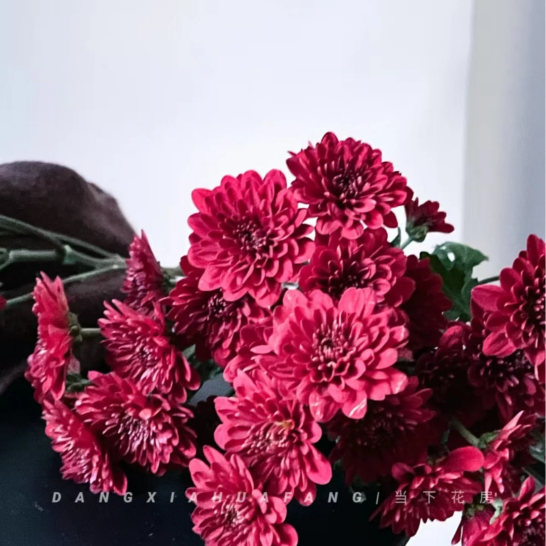 （干枯玫瑰）稀有红色小雏菊东北鲜花产地直发顺丰包邮