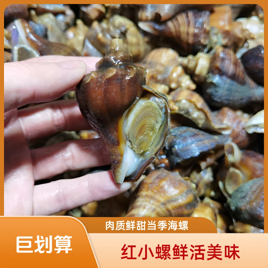（红小螺10-15个/斤）鲜甜，大连本地深水海螺，香螺，红螺，鲜活海产