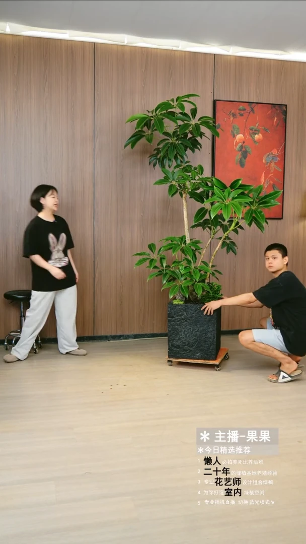 完全开放石**大保罗大叶伞