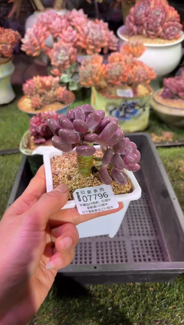 【闪购商品】07796