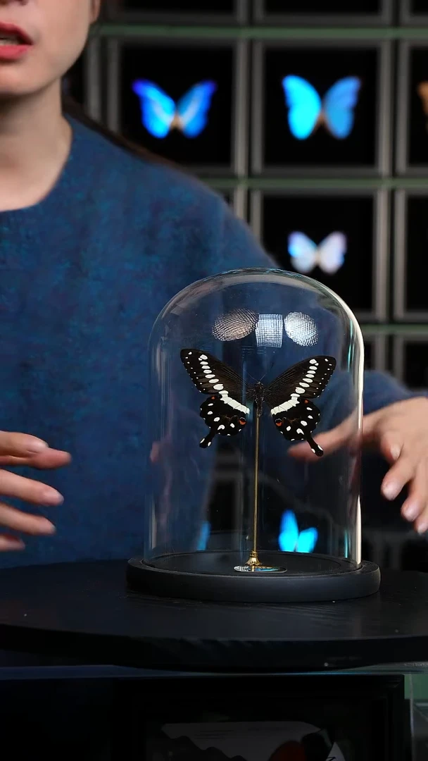 洛翠凤蝶玻璃罩款