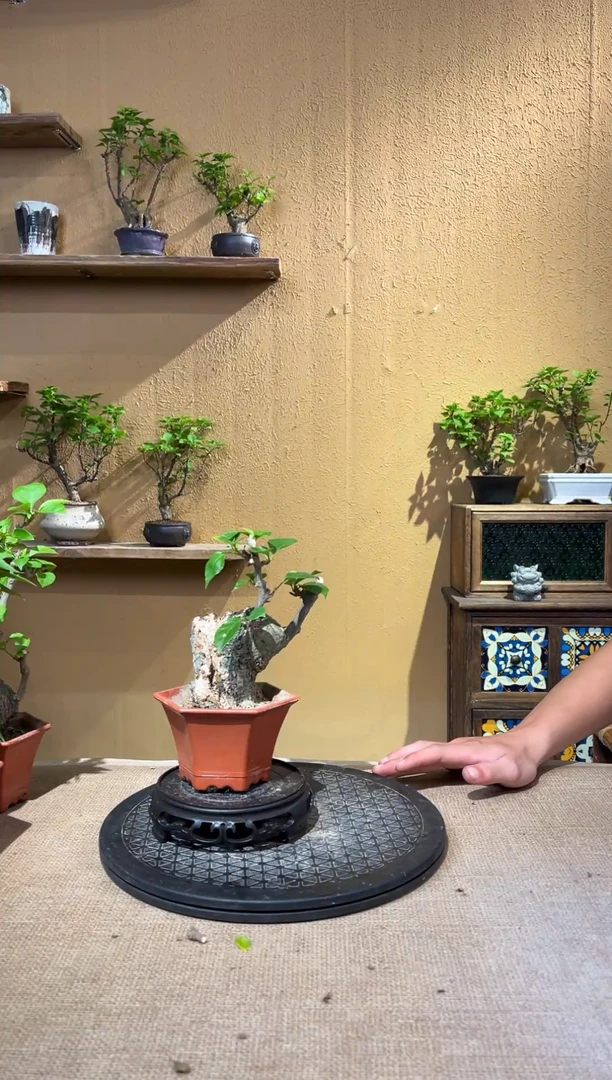 无花朵1**8同安红三角梅