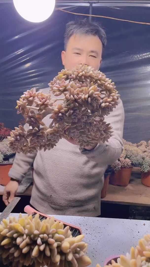 【闪购商品】缀化118