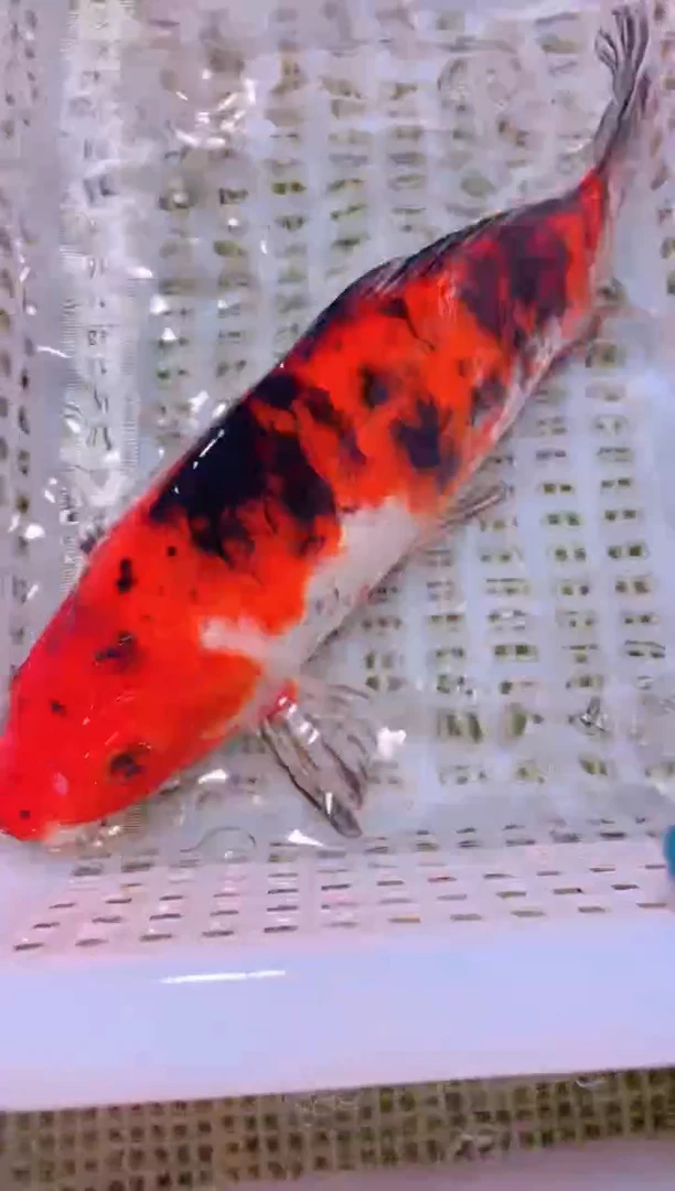 锦鲤冷水观赏鱼全场包邮192