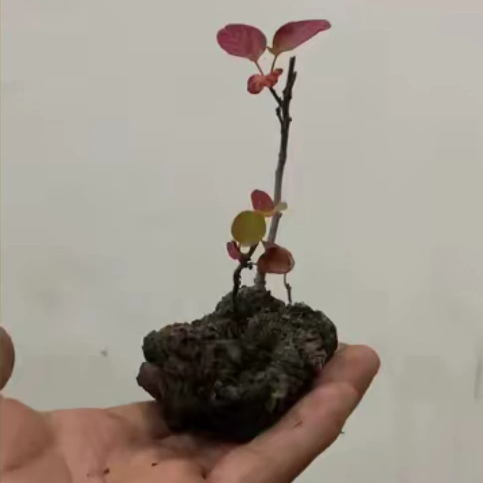 香山红叶黄栌 （一物一拍)