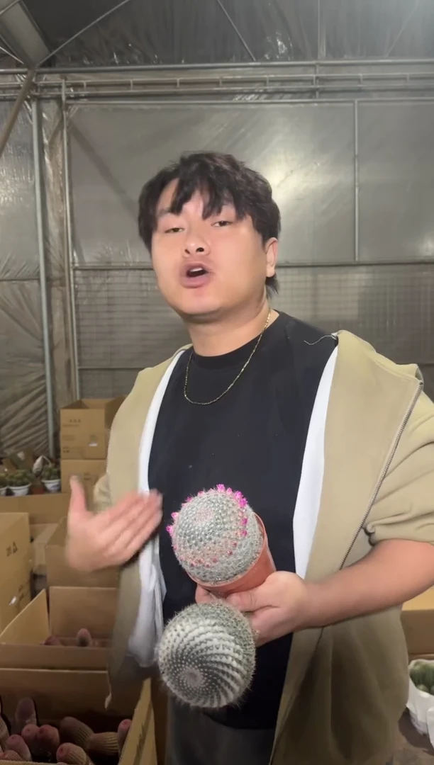 2颗 6-8cm 单头 玉翁【带雪顶】