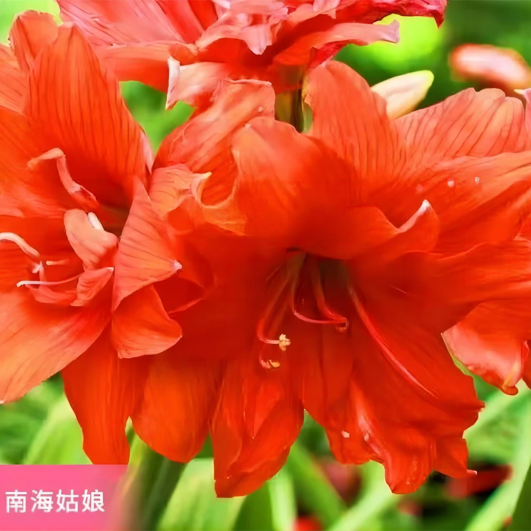 朱顶红种球【南海姑娘】小苗自然球-重瓣-包对版-